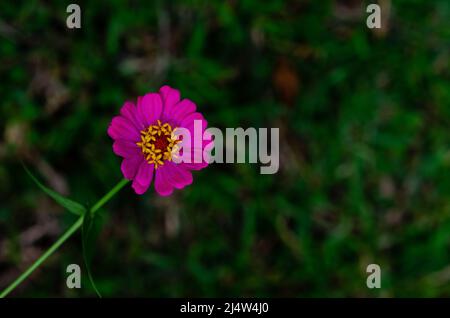 Eine blühende Blume aus violetten Zinnia elegans hebt sich von ihrem Baum mit dunkelgrünem Hintergrund ab. Stockfoto