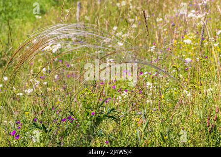 Klinge aus stipa pennata Gras, das im Wind weht Stockfoto