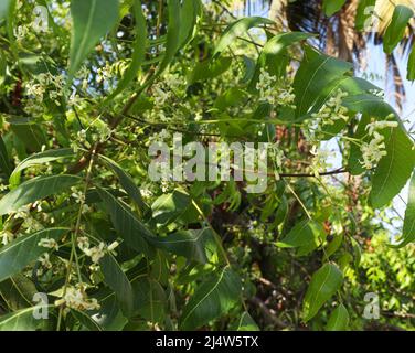 neem Baum Blatt und Neem Baum Blume (Wissenschaftliche Bezeichnung: Azadirachta indica) Stockfoto