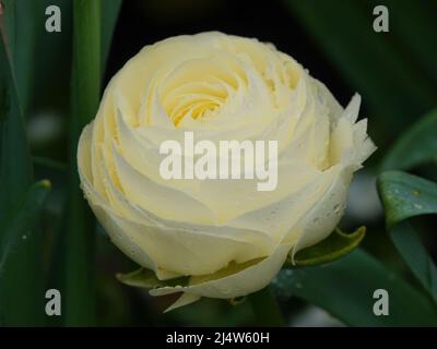 Ranunculus asiaticus oder persischer Butterblume stammt aus dem östlichen Mittelmeerraum. Dies ist eine Cremesorte mit doppelten Blüten. Stockfoto