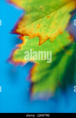 Selektive Nahaufnahme von bunten Ahornblättern im Herbst oder Herbst Stockfoto