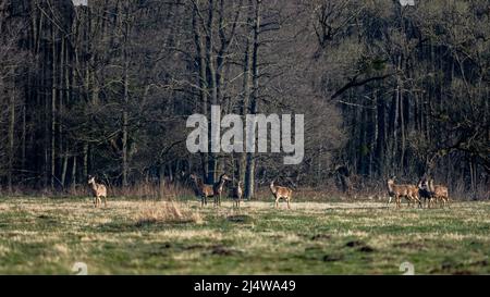 Rothirse (Cervus elaphus) grasen auf einem Feld. Kampinos-Nationalpark, Polen. Stockfoto