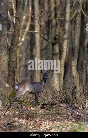 Rehe (Capreolus capreolus) im Wald. Kampinoski-Nationalpark, Polen. Stockfoto