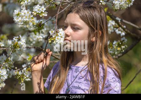 Ein Mädchen im Kirschbaum in Blüte Stockfoto