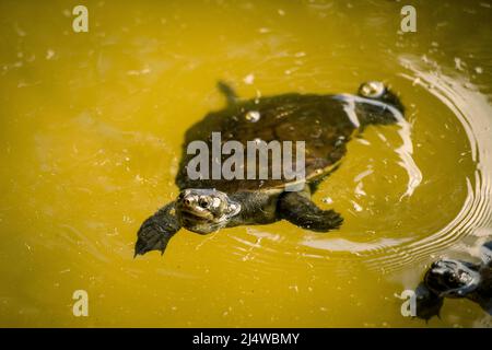 Kreffts Flussschildkröte, Emydura macquarii krefftii, am Lake Allom auf Fraser Island. Queensland, Australien. Stockfoto