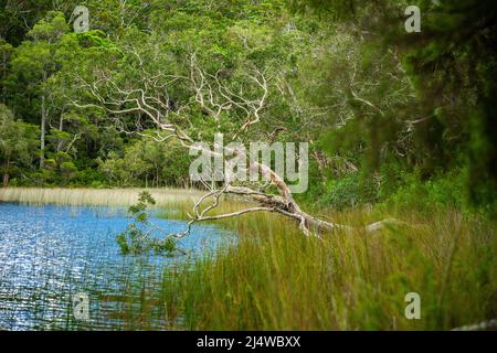 Lake Allom ist ein Schatz für Touristen, versteckt in einem Wald von Melaleuca-Bäumen (Paperbark), Hoop Pines (Araucaria cunninghamii) und Seggen. Stockfoto