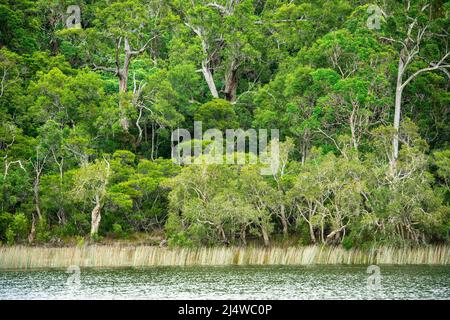 Lake Allom ist ein Schatz für Touristen, versteckt in einem Wald von Melaleuca-Bäumen (Paperbark), Hoop Pines (Araucaria cunninghamii) und Seggen. Stockfoto