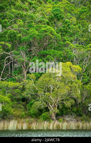 Lake Allom ist ein Schatz für Touristen, versteckt in einem Wald von Melaleuca-Bäumen (Paperbark), Hoop Pines (Araucaria cunninghamii) und Seggen. Stockfoto