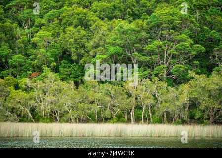 Lake Allom ist ein Schatz für Touristen, versteckt in einem Wald von Melaleuca-Bäumen (Paperbark) und Hoop Pines (Araucaria cunninghamii). Fraser Island, QLD. Stockfoto