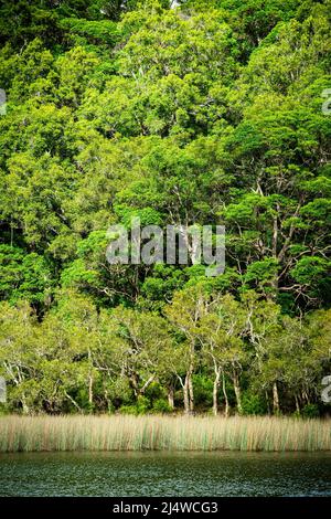 Lake Allom ist ein Schatz für Touristen, versteckt in einem Wald von Melaleuca-Bäumen (Paperbark), Hoop Pines (Araucaria cunninghamii) und Seggen. Stockfoto