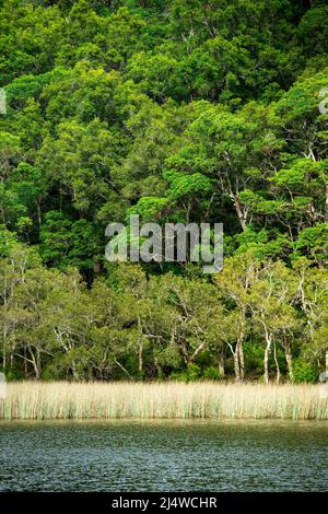 Lake Allom ist ein Schatz für Touristen, versteckt in einem Wald von Melaleuca-Bäumen (Paperbark) und Hoop Pines (Araucaria cunninghamii). Fraser Island, QLD. Stockfoto