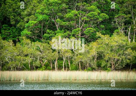 Lake Allom ist ein Schatz für Touristen, versteckt in einem Wald von Melaleuca-Bäumen (Paperbark), Hoop Pines (Araucaria cunninghamii) und Seggen. Fraser Island Stockfoto