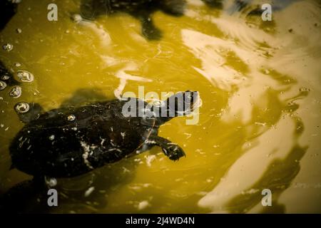 Kreffts Flussschildkröte, Emydura macquarii krefftii, am Lake Allom auf Fraser Island. Queensland, Australien. Stockfoto