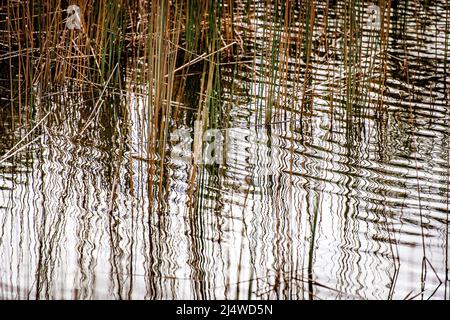 Lagunensegeln am Lake Allom, Fraser Island, Queensland, Australien Stockfoto