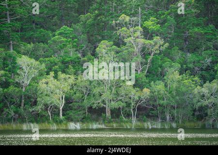 Lake Allom ist ein Schatz für Touristen, versteckt in einem Wald von Melaleuca-Bäumen (Paperbark) und Hoop Pines (Araucaria cunninghamii). Fraser Island, QLD. Stockfoto