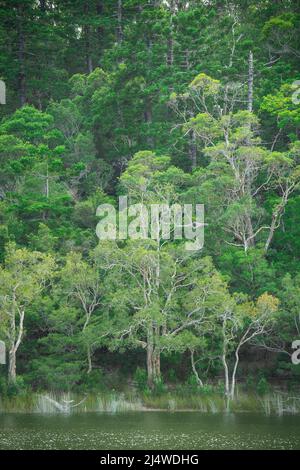 Lake Allom ist ein Schatz für Touristen, versteckt in einem Wald von Melaleuca-Bäumen (Paperbark), Hoop Pines (Araucaria cunninghamii) und Seggen. Stockfoto