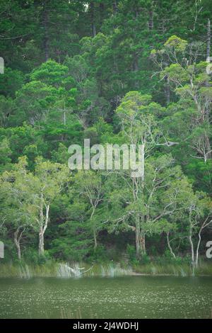 Lake Allom ist ein Schatz für Touristen, versteckt in einem Wald von Melaleuca-Bäumen (Paperbark) und Hoop Pines (Araucaria cunninghamii). Fraser Island, QLD. Stockfoto