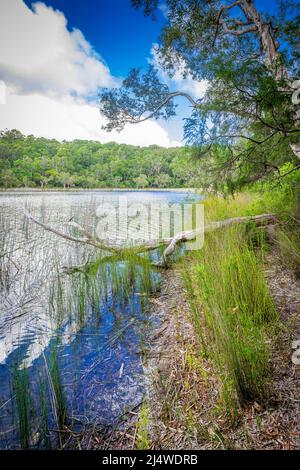 Lake Allom ist ein Schatz für Touristen, versteckt in einem Wald von Melaleuca-Bäumen (Papierbark), Hoop Pines und Sedges. Fraser Island, QLD, Australien. Stockfoto