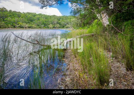 Lake Allom ist ein Schatz für Touristen, versteckt in einem Wald von Melaleuca (Paperbark) Bäumen, Hoop Pines und Seggen. Fraser Island, QLD, Australien. Stockfoto