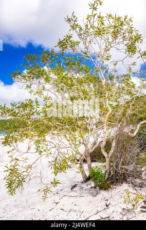 Paperbark-Bäume (Melaleuca quinquenervia) am Ufer des atemberaubenden Lake Birabeen auf Fraser Island, QLD, Australien. Stockfoto