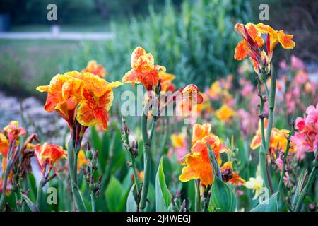 Lilien in Tianjin China Stockfoto