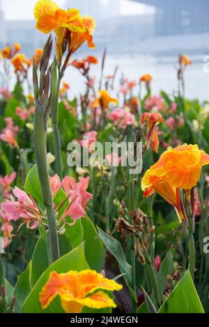 Lilien in Tianjin China Stockfoto