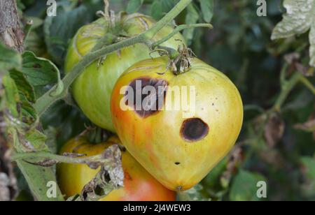 Anthracnose-Tomatenerkrankung. Verrottungsflecken auf grünen Tomaten, grau beschädigte Blätter und Stängel als Symptom von Anthraknose, Spätbrust oder Blütenendfäule Stockfoto