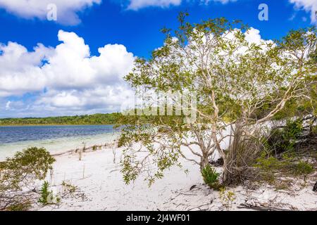 Paperbark-Bäume (Melaleuca quinquenervia) am Ufer des atemberaubenden Lake Birabeen auf Fraser Island, QLD, Australien. Stockfoto