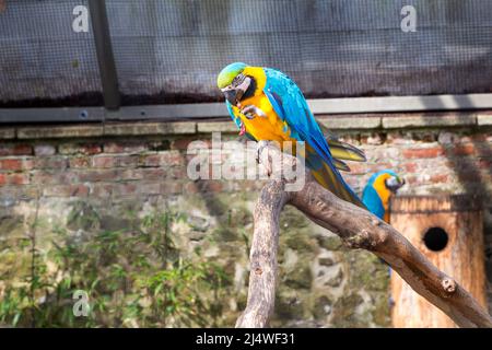 Blau-gelber Ara, der auf einem Ast am Zoo-Käfig sitzt, Ara ararauna, exotischer Vogel