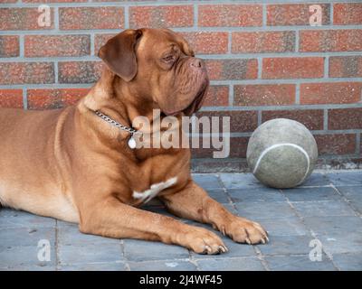 Sehr großer Hund der französische Mastiff ruht in einem Hof mit einem Fußball neben ihm Stockfoto