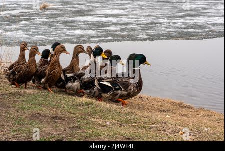 Eine Gruppe Enten sucht Nahrung in einem Reisfeld mit viel Wasser. Hochwertige Fotos Stockfoto