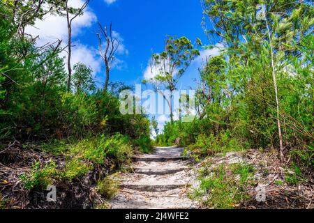 Der Wanderweg führt zum Lake Birabeen auf Fraser Island, Queensland, Australien Stockfoto