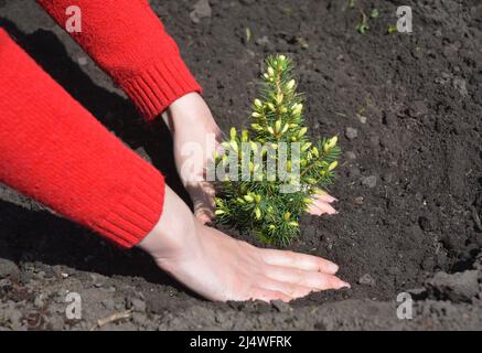 Ein Gärtner pflanzt eine kleine Picea glauca conica, eine Zwergfichte aus Alberta mit gelben Enden. Wachsen einer picea glauca conica mit goldenen Blättern aus einem Stockfoto