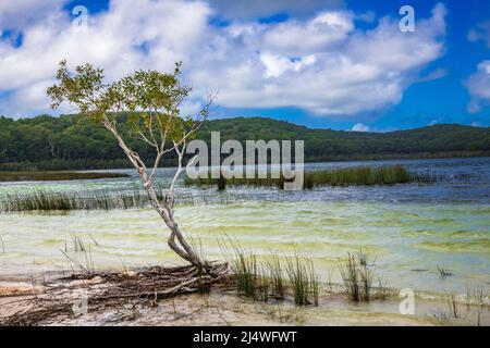 Paperbark-Bäume (Melaleuca quinquenervia) am Ufer des atemberaubenden Lake Birabeen auf Fraser Island, QLD, Australien. Stockfoto