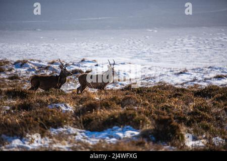 Red Deer in den verschneiten schottischen Highlands. Stockfoto