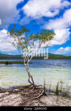 Paperbark-Bäume (Melaleuca quinquenervia) am Ufer des atemberaubenden Lake Birabeen auf Fraser Island, QLD, Australien. Stockfoto