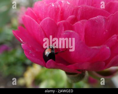 Der Käfer ist eine schwarz-orange gefärbte harmonia axyridis. Die Blume ein rosa-roter ranunculus asiaticus Stockfoto