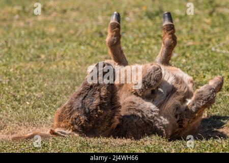 Blick in die Höhe eines Esels, der seinen Rücken auf dem Boden kratzt. Tierthemen. Speicherplatz kopieren. Stockfoto
