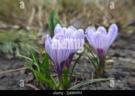 Lila Krokus blüht im Frühling im Garten. Krokus blüht. Violette Krokusse. Schöner natürlicher natürlicher Hintergrund. Der erste Frühling blüht im Stockfoto