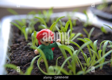 Spielzeug Mädchen mit roten Haaren in Tablett mit grünen Setzlinge auf der Fensterbank. Anbau von Bio-Sämlingen im Frühjahr frische und grüne Gemüsesämlinge. Stockfoto