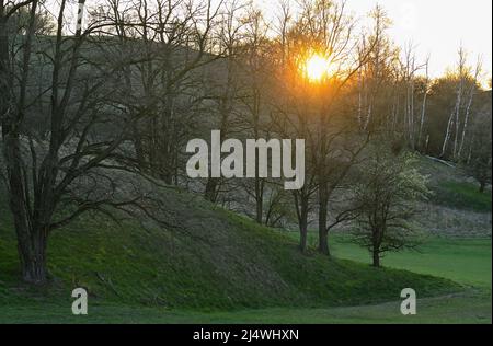 Mallnow, Deutschland. 17. April 2022. Die Abendsonne scheint durch die Äste von Bäumen auf einem Hügel am Rande des Oderbruchs. Das Gebiet zwischen Lebus an der oder und Mallnow am Rande des Oderbruchs im Osten Brandenburgs ist eines der größten zusammenhängenden Gebiete der Adonis-Rosenblüte in Europa. In Brandenburg kommen diese streng geschützten Arten nur an den Pontikhängen nördlich von Frankfurt (oder) vor. Das Gebiet ist ein Trockenrasen-Naturschutzgebiet. Quelle: Patrick Pleul/dpa/Alamy Live News Stockfoto