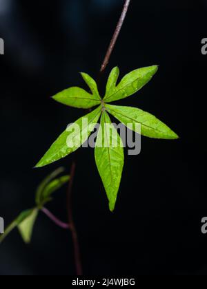 Blattschaufeln von Cairo Morning Glory Stockfoto