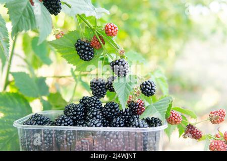 Nahaufnahme eines Kunststofftablett mit frisch gepflückten reifen Brombeeren, die unter einem Busch im Freien stehen. Erntekonzept. Stockfoto