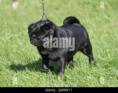 Schwarzer Pelzbauch, der im Gras steht Stockfoto