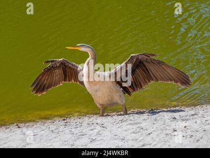 Ein Australasian Darter (Anhinga novaehollandiae) trocknet seine Flügel am Tomato Lake in Perth, Westaustralien. Stockfoto