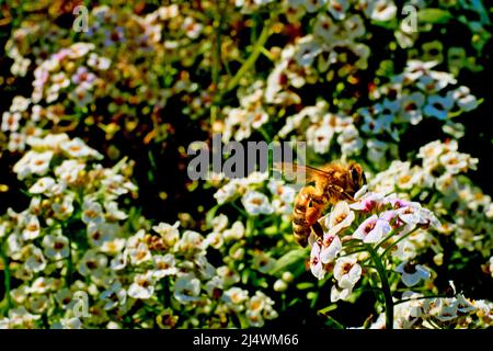 Eine Arbeiterbiene sammelt Honig auf weißen duftenden Blüten Stockfoto