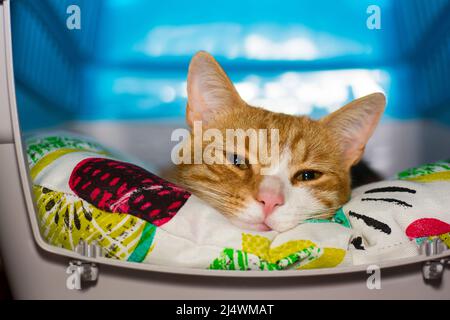 Eine rote Katze, die sich auf einem bunten Kissen ausruht und die Kamera aus nächster Nähe anschaut Stockfoto