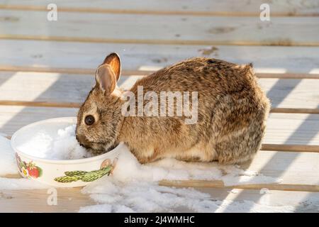 Dies ist eines der Freilandkaninchen, die wir auf unserem Grundstück im ländlichen Door County Wisconsin züchten. Dieser kommt oft auf das Deck und probe Essen Stockfoto