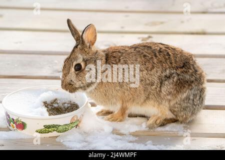 Dies ist eines der Freilandkaninchen, die wir auf unserem Grundstück im ländlichen Door County Wisconsin züchten. Dieser kommt oft auf das Deck und probe Essen Stockfoto