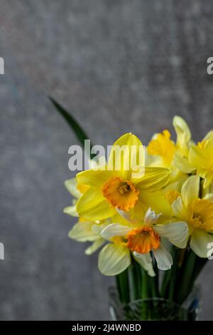 Panorama Grunge Hintergrund mit gelben Narzissen Blumen. Muster mit einem Bouquet von Narzissen-Blüten auf dunklem Hintergrund. Webbanner mit großem Winkel und Platz zum Kopieren. Stockfoto